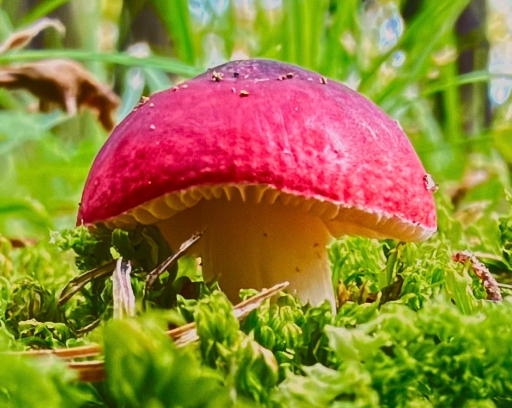 Apparently I’m a friggin Mushroom!